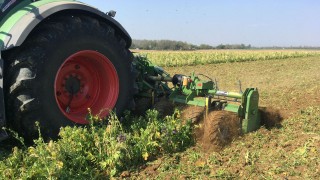 Zwischenfrüchte werden mittels einer Fräse auf dem Feld eingearbeitet.