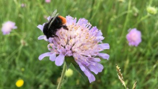 Hummel auf einer Blume Hummel sitzt auf einer Blume beim Wasserwerk in Freiburg Ebnet