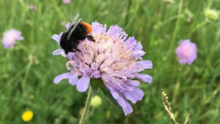 Hummel sitzt auf einer Blume beim Wasserwerk in Freiburg Ebnet